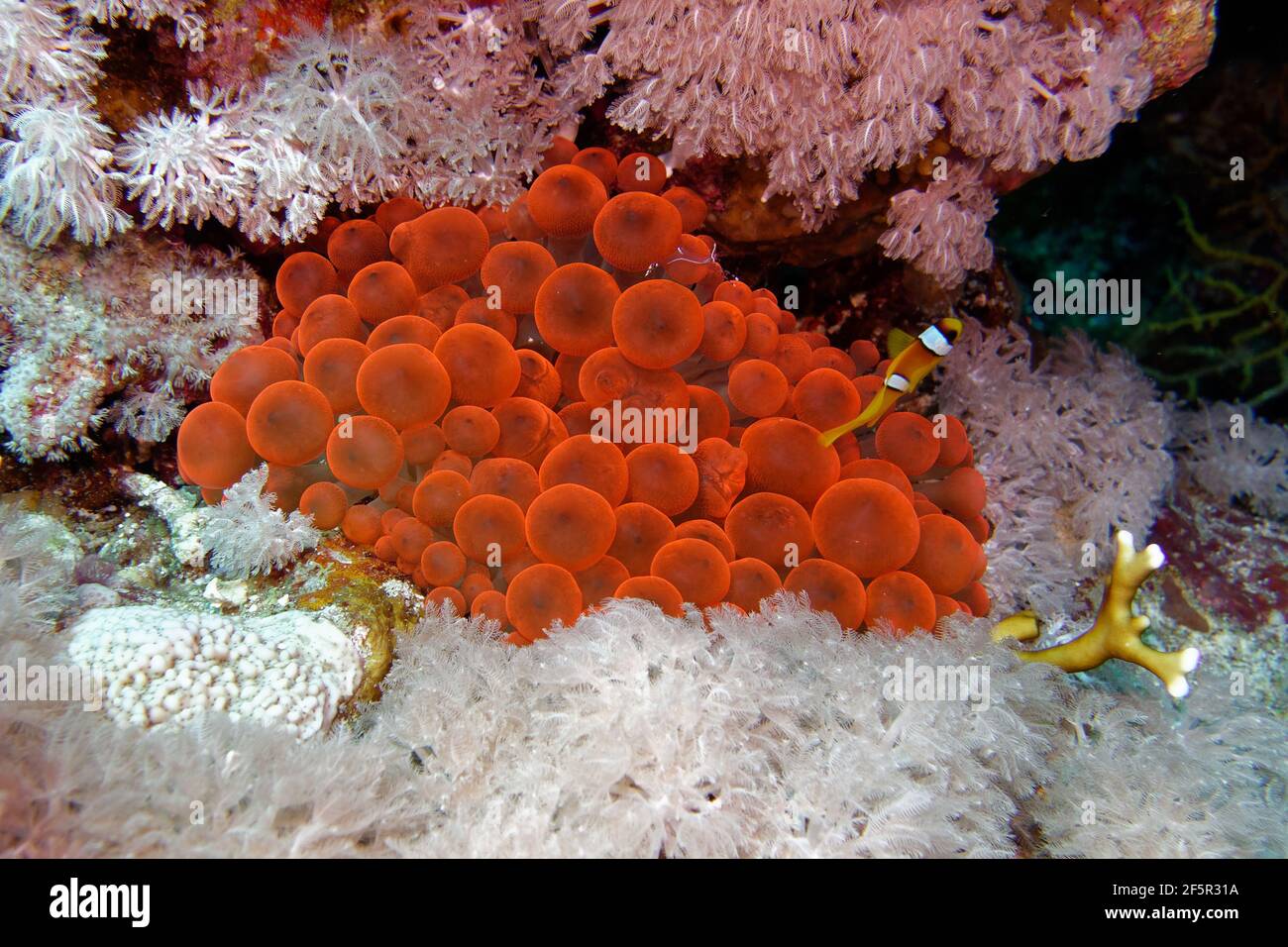 Bulb-tentacle sea anemone (Entacmaea quadricolor) and Clownfish in Red Sea Stock Photo