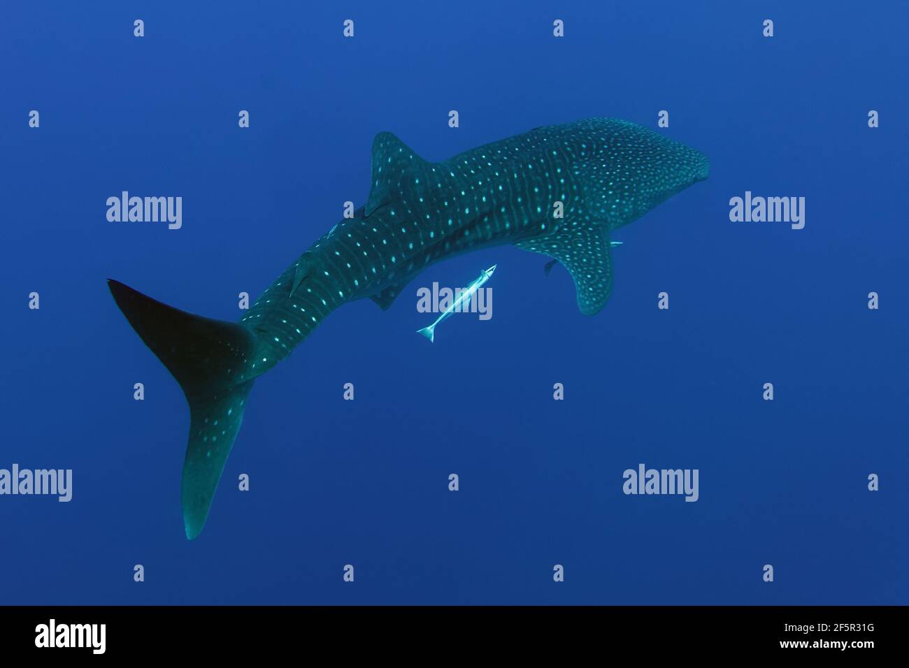 Whale shark (Rhincodon typus) and his pilot fish Live sharksucker (Echeneis naucrates) in Red Sea Stock Photo