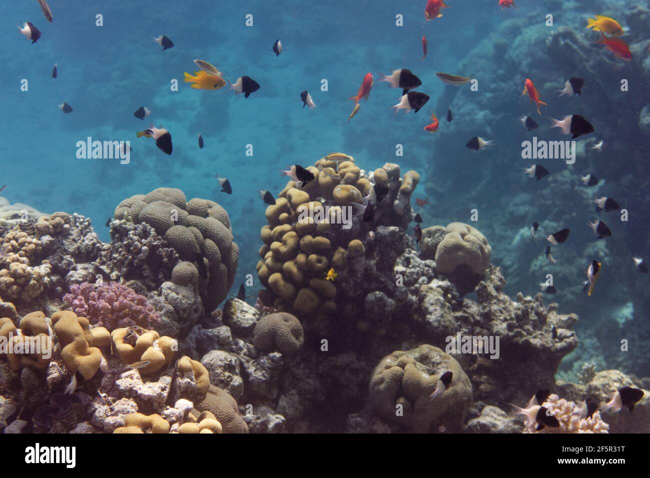 Bicolor damselfishes (Chromis dimidiata) in Red Sea Stock Photo