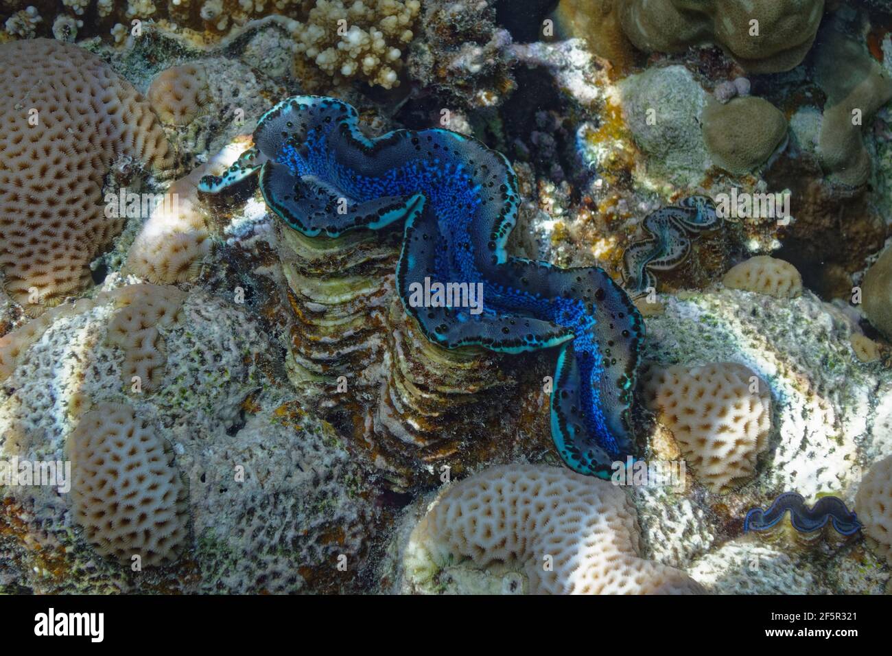 Giant clam (tridacna maxima) in Red Sea Stock Photo - Alamy