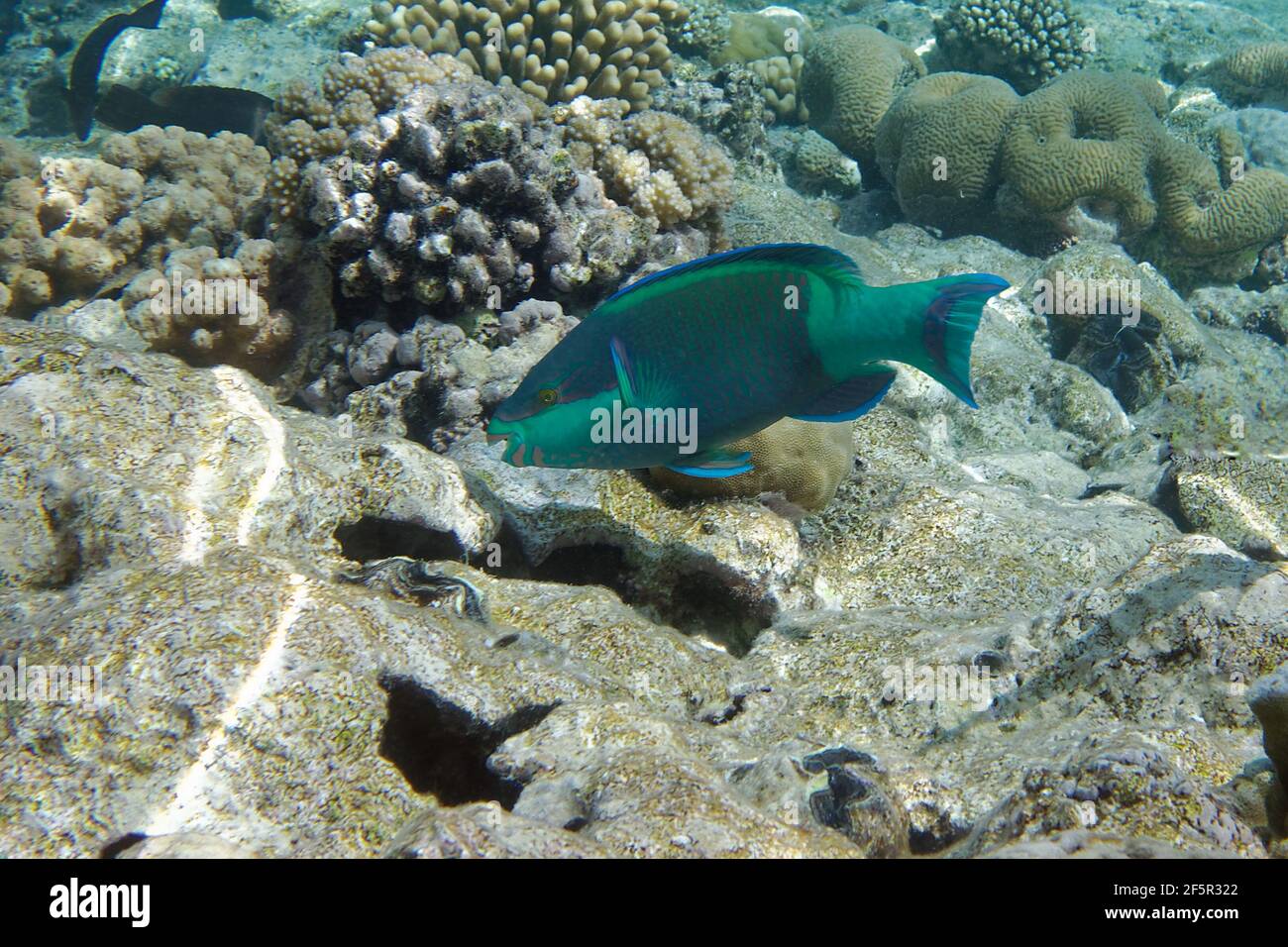 Bridled parrotfish or Sixband parrotfish (Scarus frenatus) in Red Sea Stock Photo
