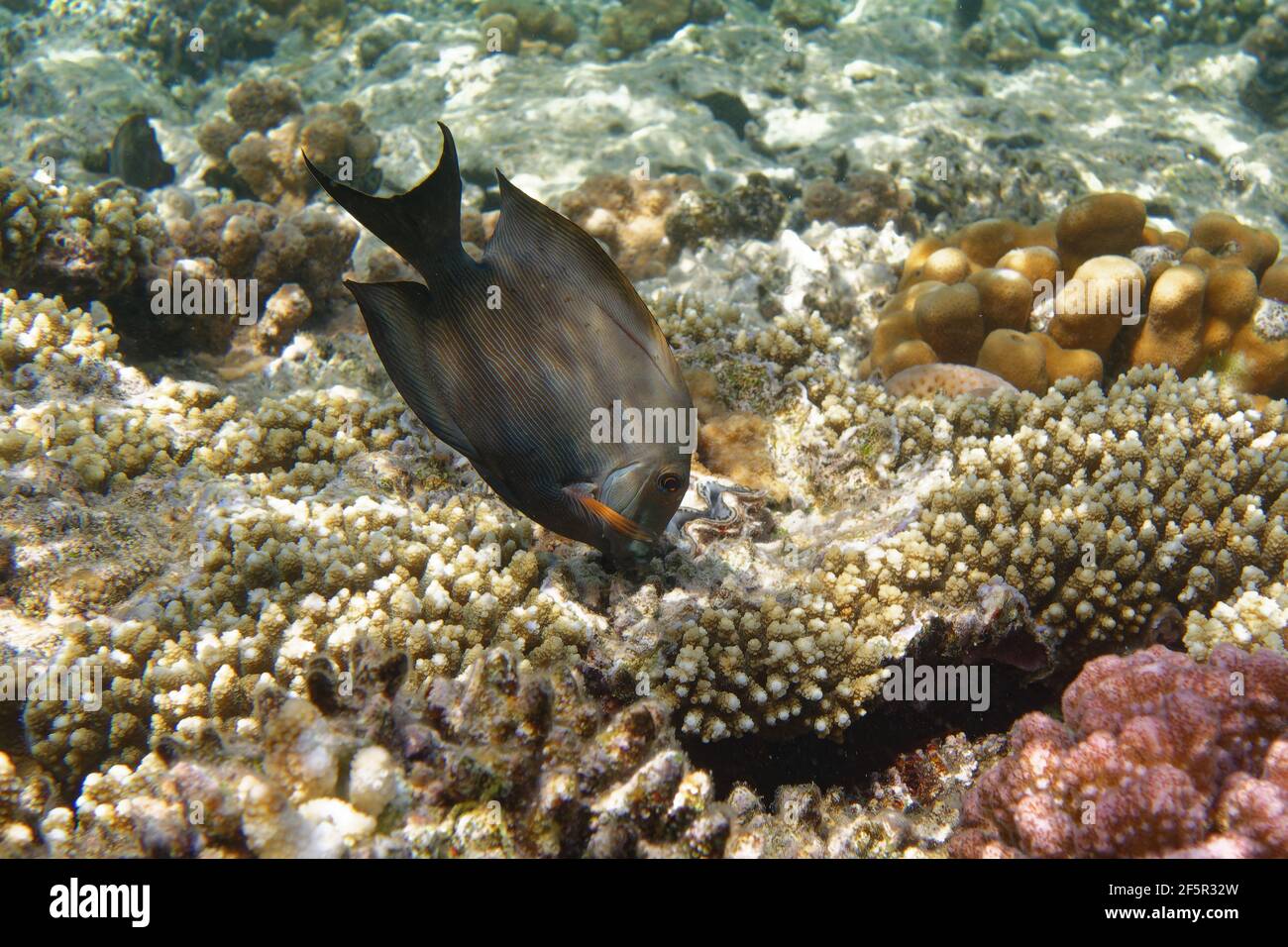 Lined bristletooth (Ctenochaetus striatus) in Red Sea Stock Photo