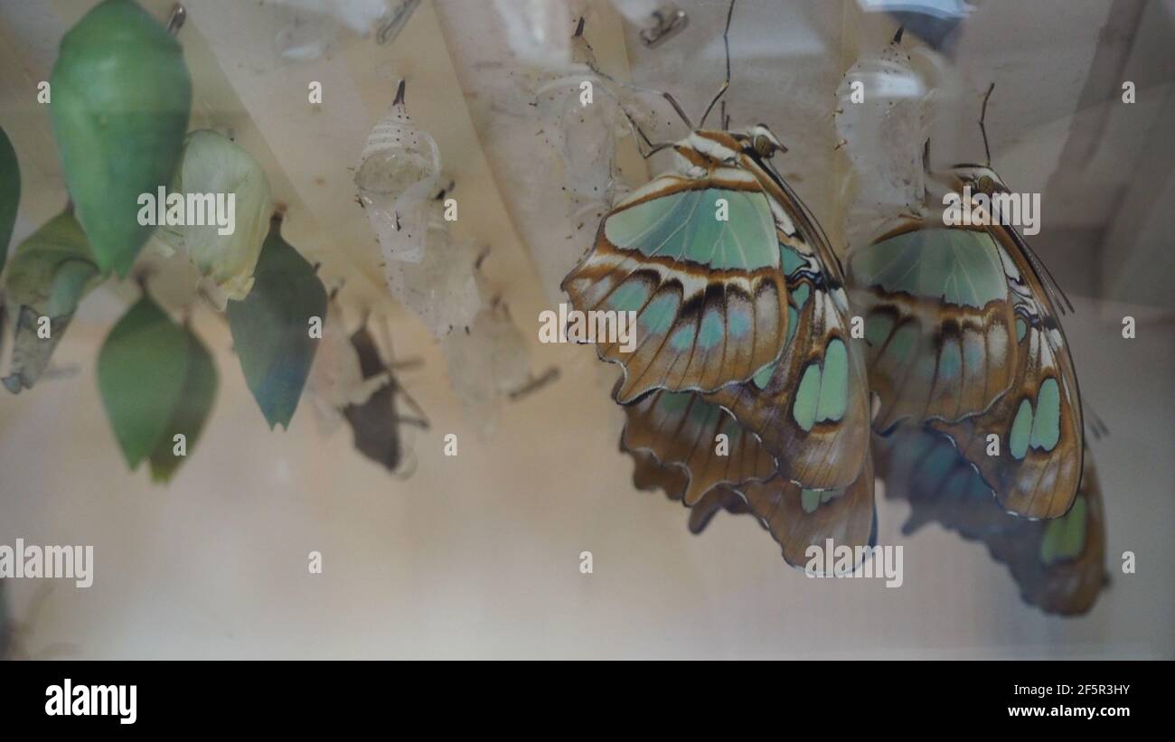 Malachite butterflies and pupa hanging from ceiling Stock Photo