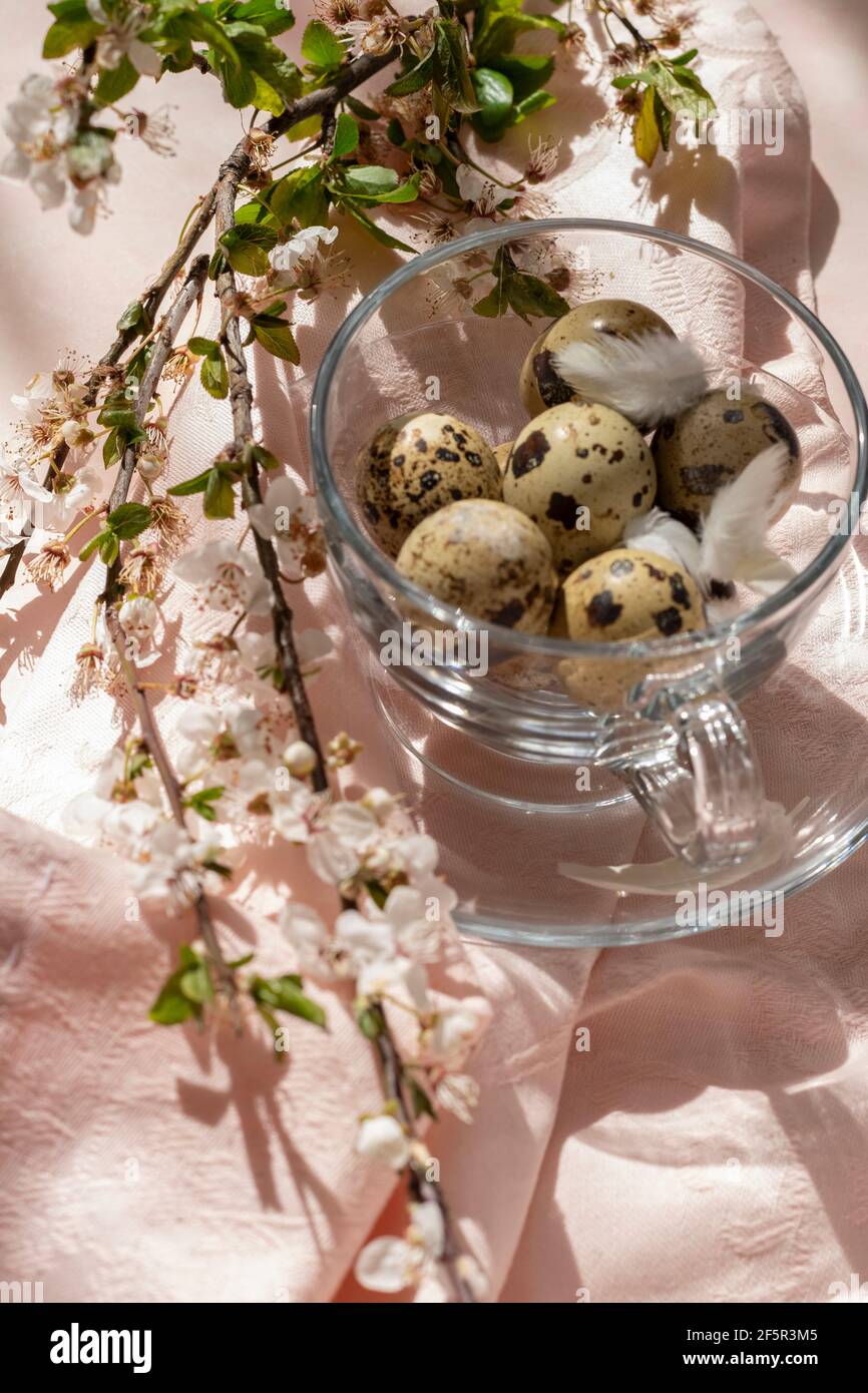 Easter decorations - quail eggs in a tea cup on the table, with blossom plum branch Stock Photo