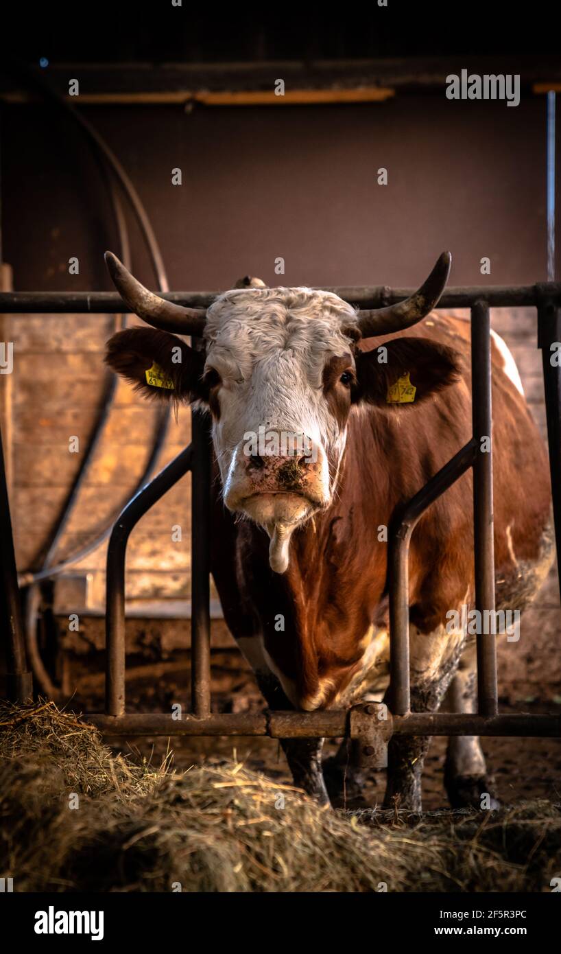 Feeding a cow with hay Stock Photo Alamy