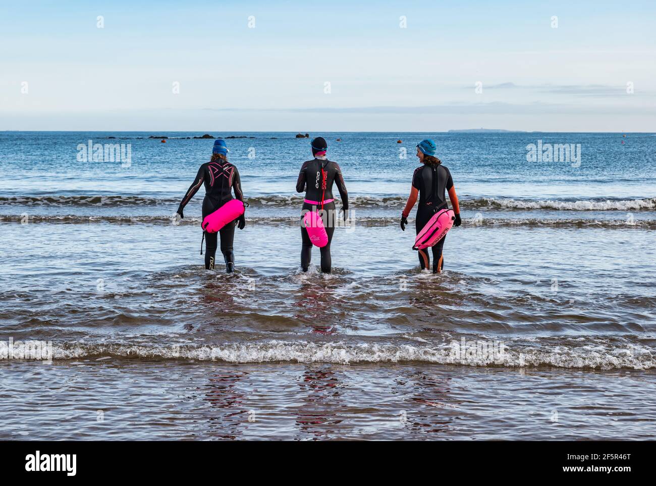 Wild or open water women swimmers wearing wetsuits with buoyancy floats enter the Firth of Forth sea, North Berwick, East Lothian, Scotland, UK Stock Photo