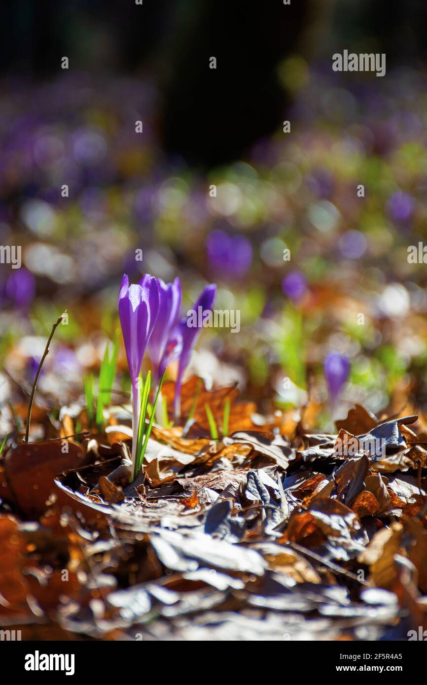 purple crocus flower blooming. beautiful nature scenery in the park. sunny weather. close up shot with shallow depth of field Stock Photo