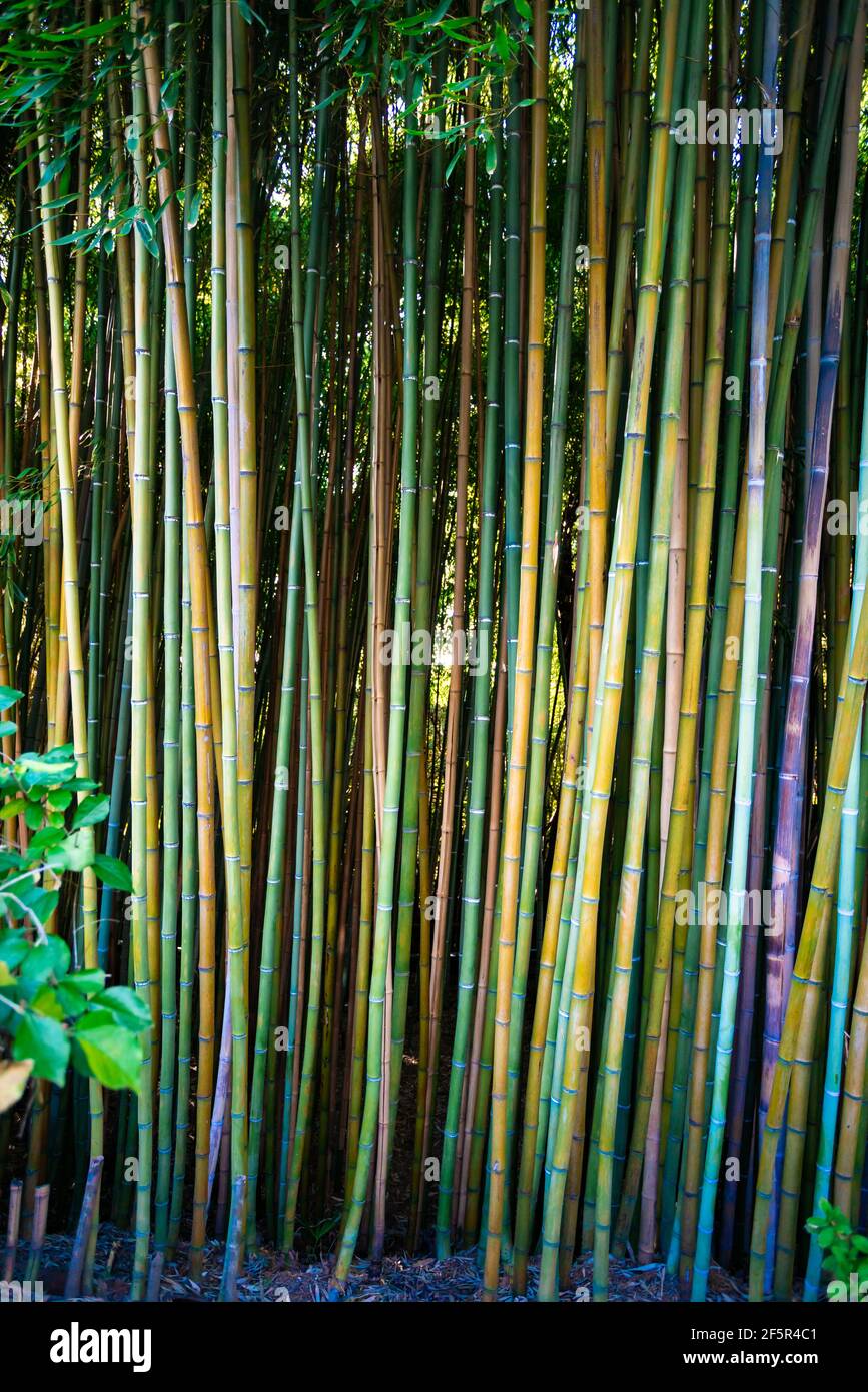 Lanscape of bamboo tree in tropical rainforest Stock Photo Alamy