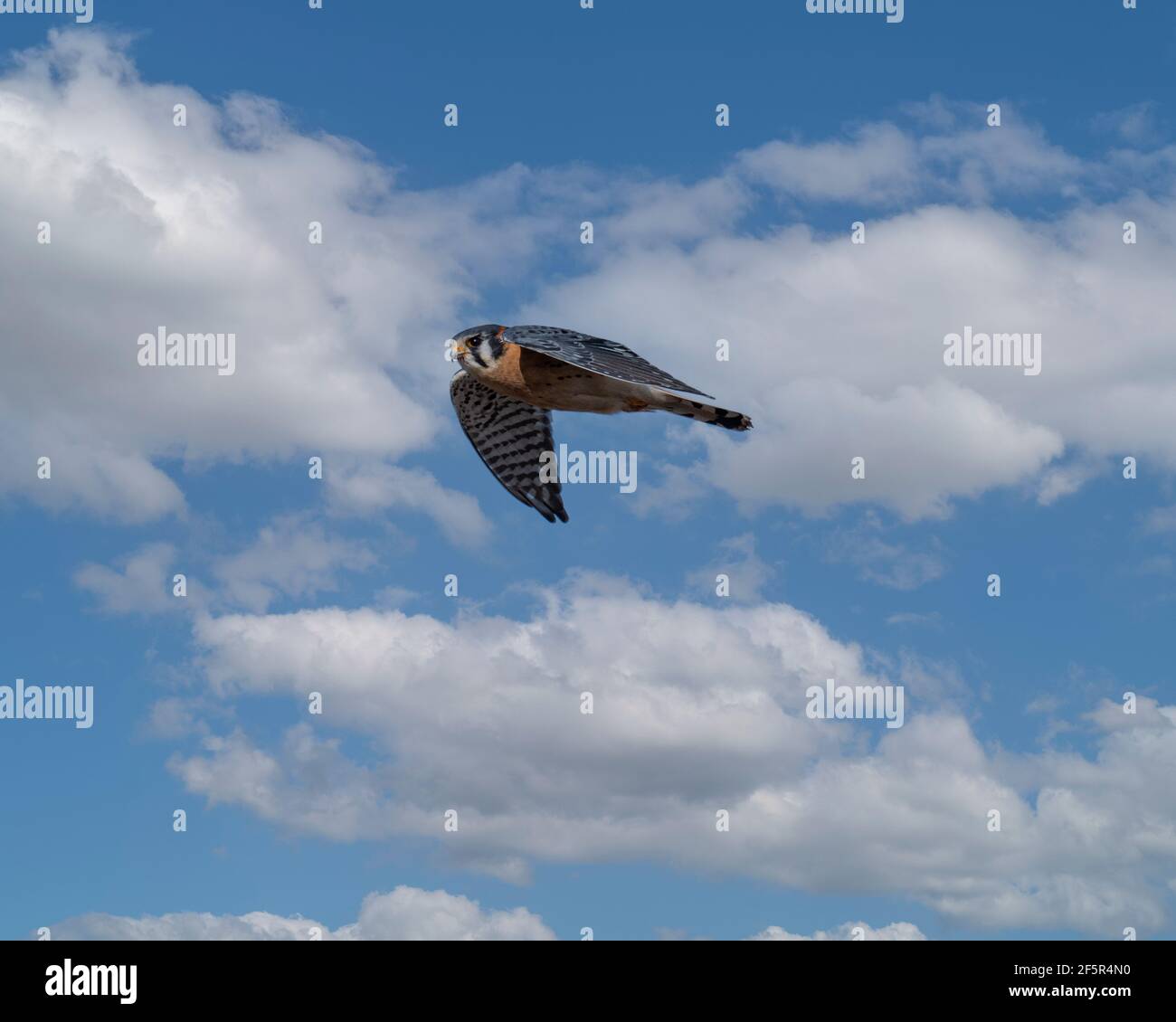 American Kestrel in flight. Stock Photo