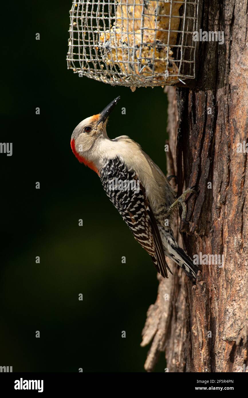Red-breasted Woodpecker using suet feeder. Stock Photo