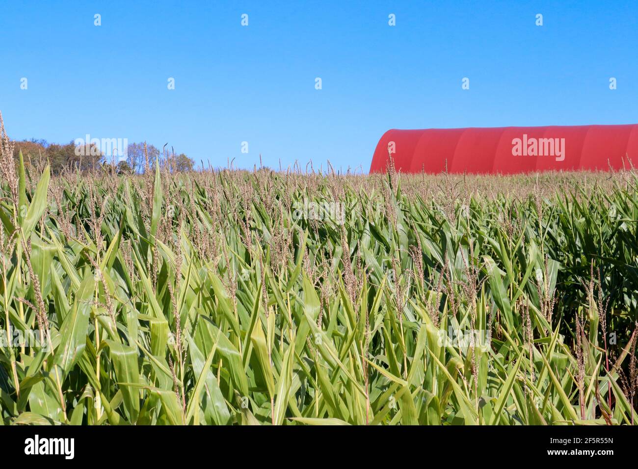 Landscape PH of corn field with red barn and blue sky at end of summer