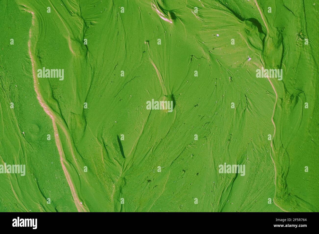 Wall texture painted green Stock Photo