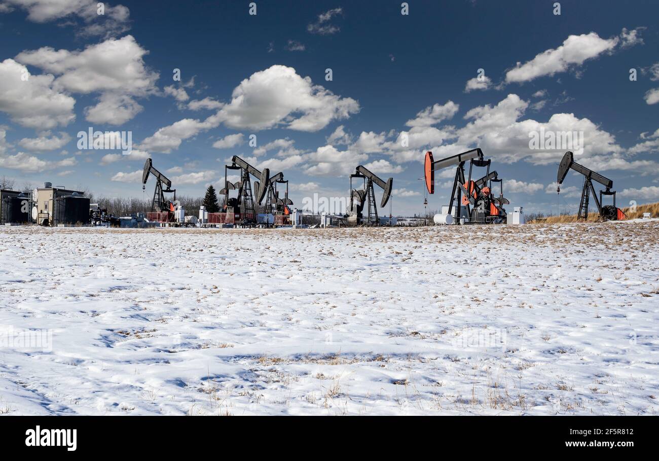A group of oil pump jacks working on an oil field on the Alberta