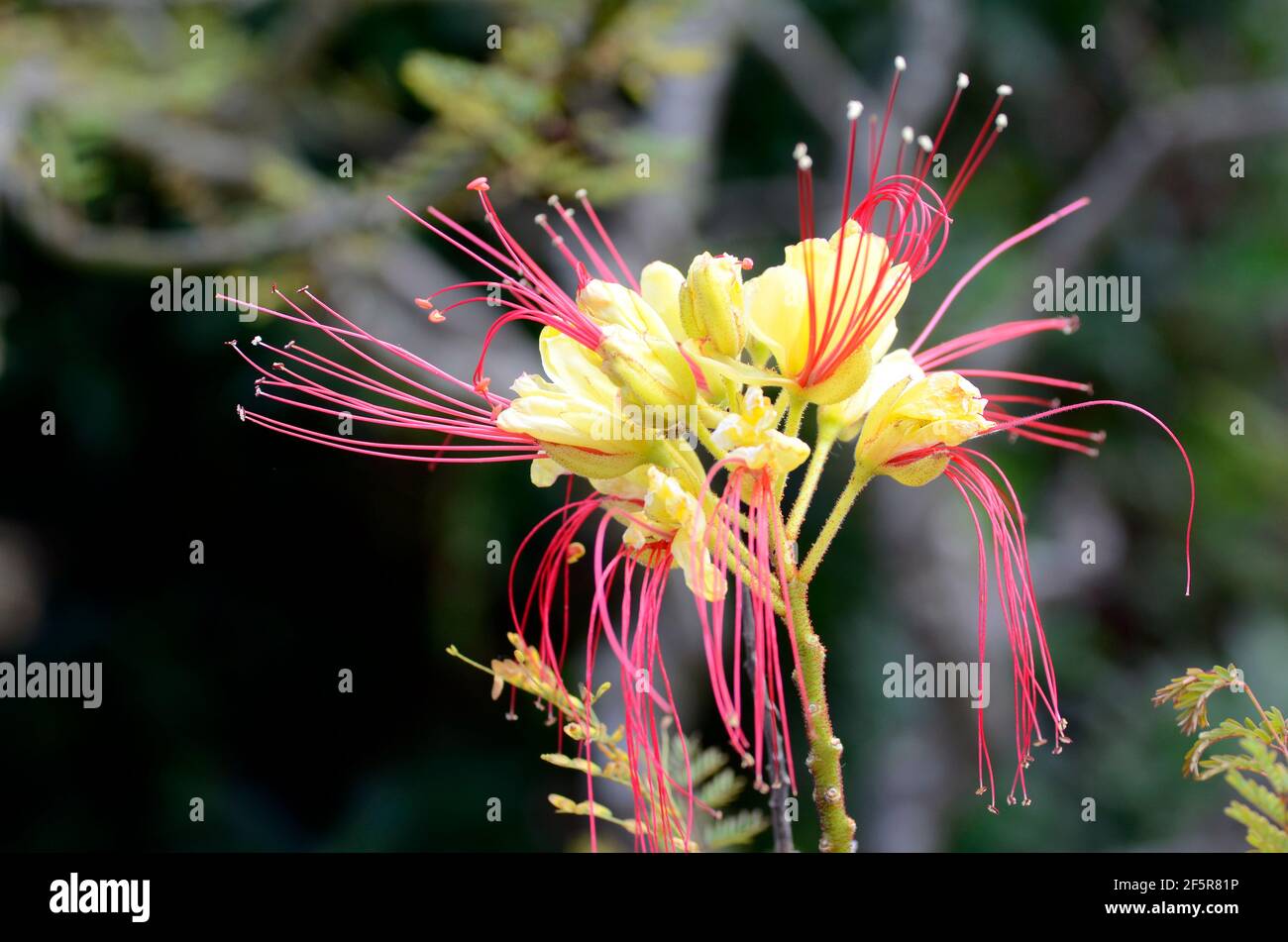 Flowers of Erythrostemon gilliesii (or Caesalpinia gilliesii), an ornamental species native to South America Stock Photo