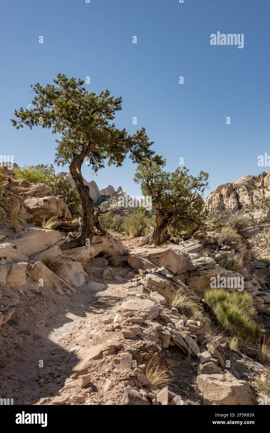 Trail Passes Through Two Lone Trees In Desert in Great Basin National Park Stock Photo