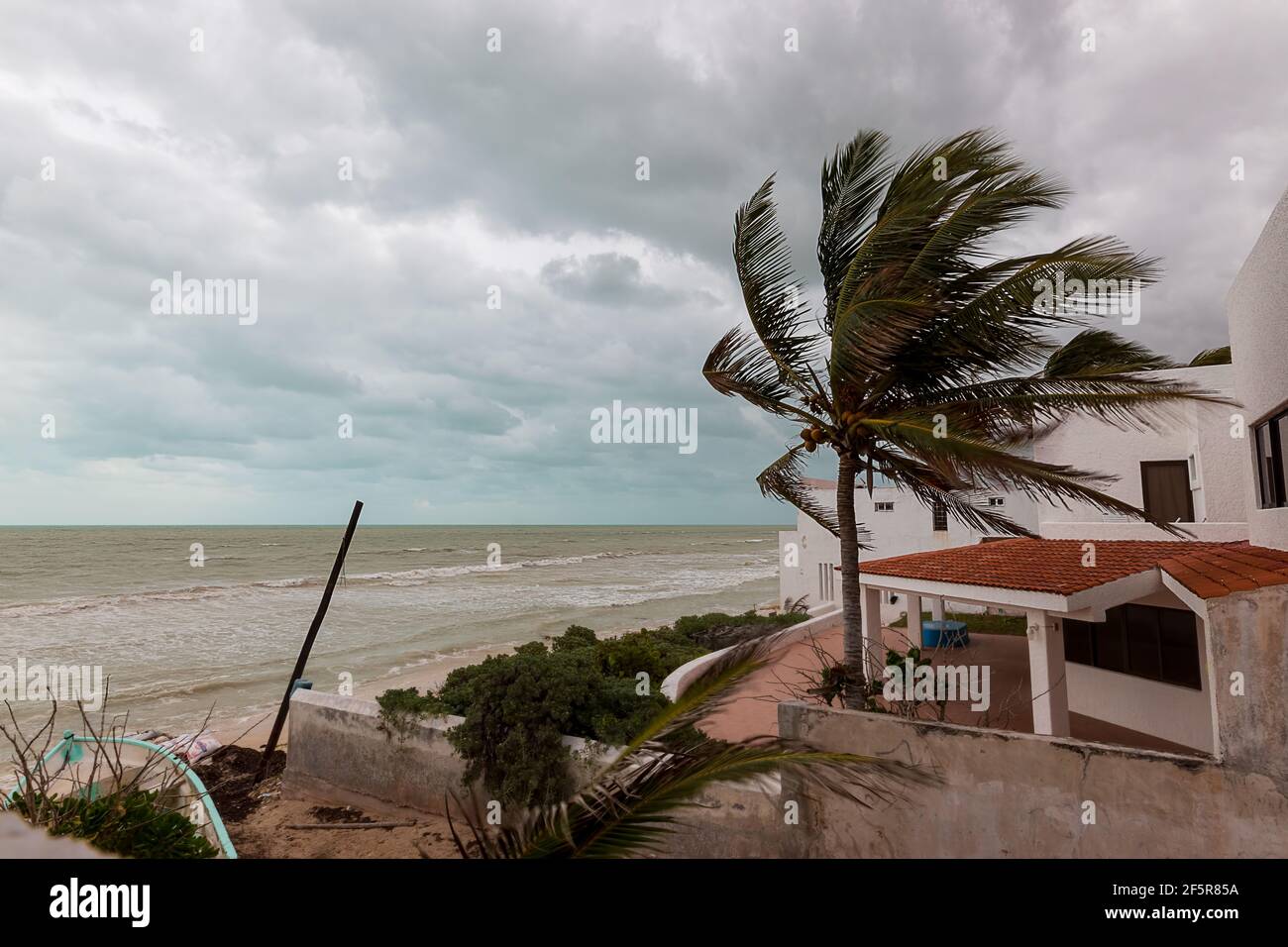 Palm tree blowing in strong winds coming from the North over the Gulf of Mexico - storm called a 'norte' by locals Stock Photo