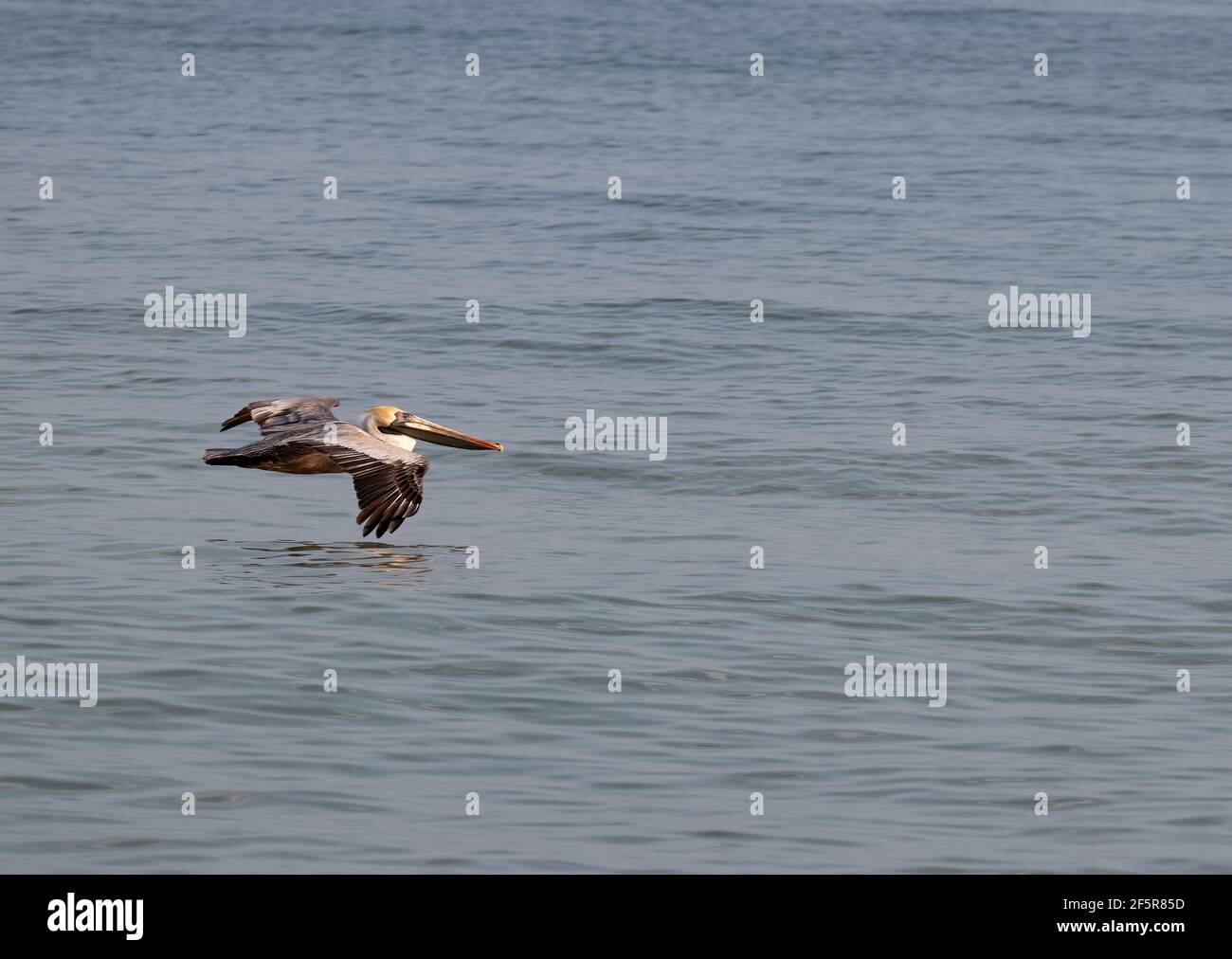 Pelican flying low over the water Stock Photo