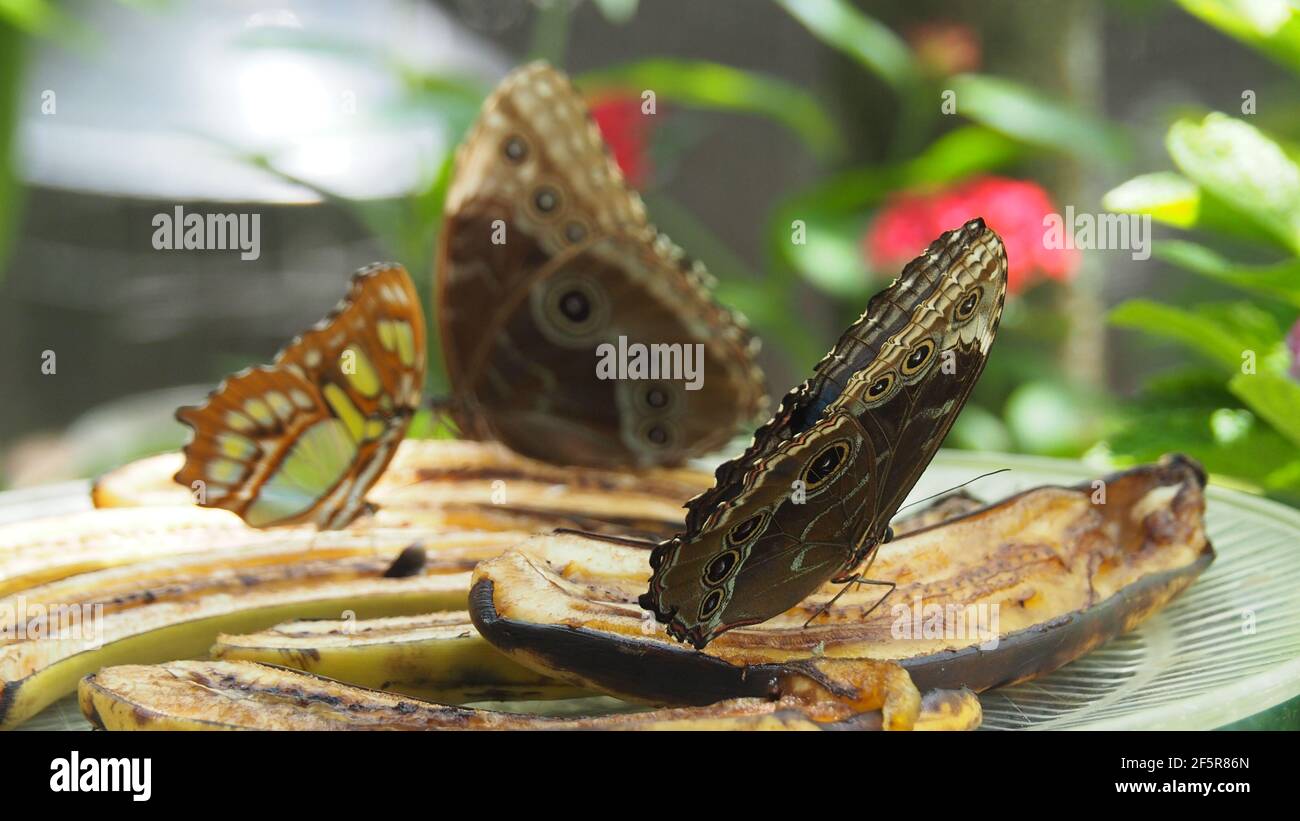 Emperor and malachite butterflies feeding on bananas Stock Photo Alamy