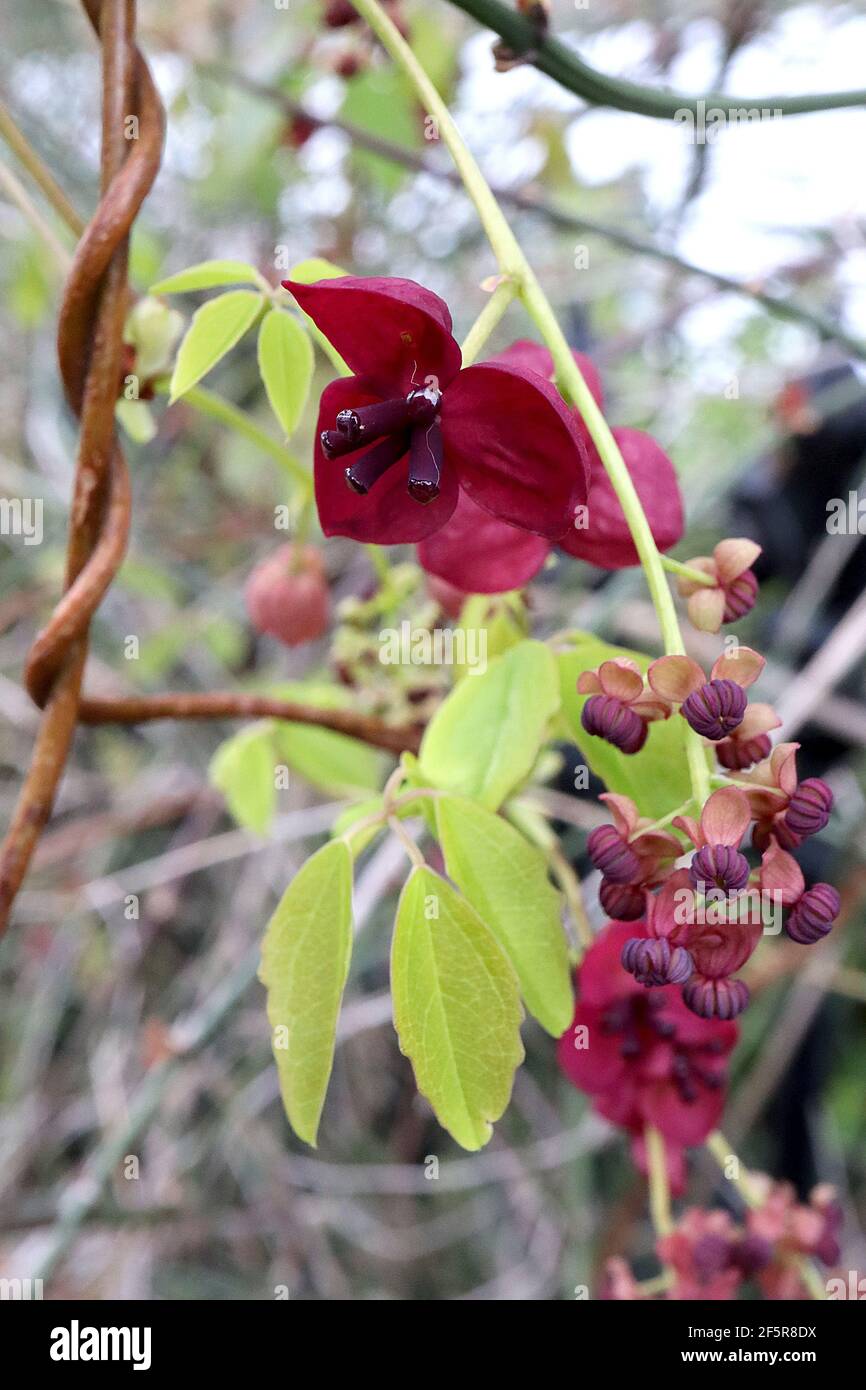 Akebia quinata Chocolate vine – scented purple cup-shaped flowers with ...