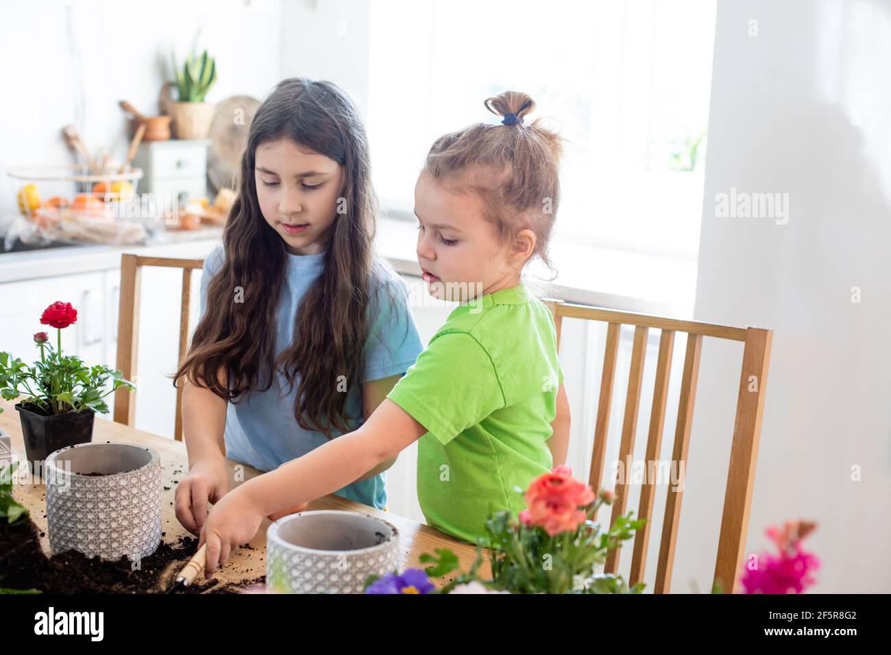 Little gardeners planting potted flowers it the kitchen Stock Photo - Alamy