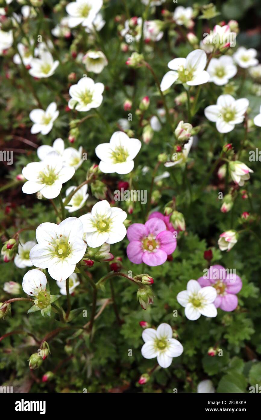 Saxifraga x arendsii Touran Large White and Blutentippich (pink) Mossy saxifrage – pink and white flowers with rounded petals,  March, England, UK Stock Photo