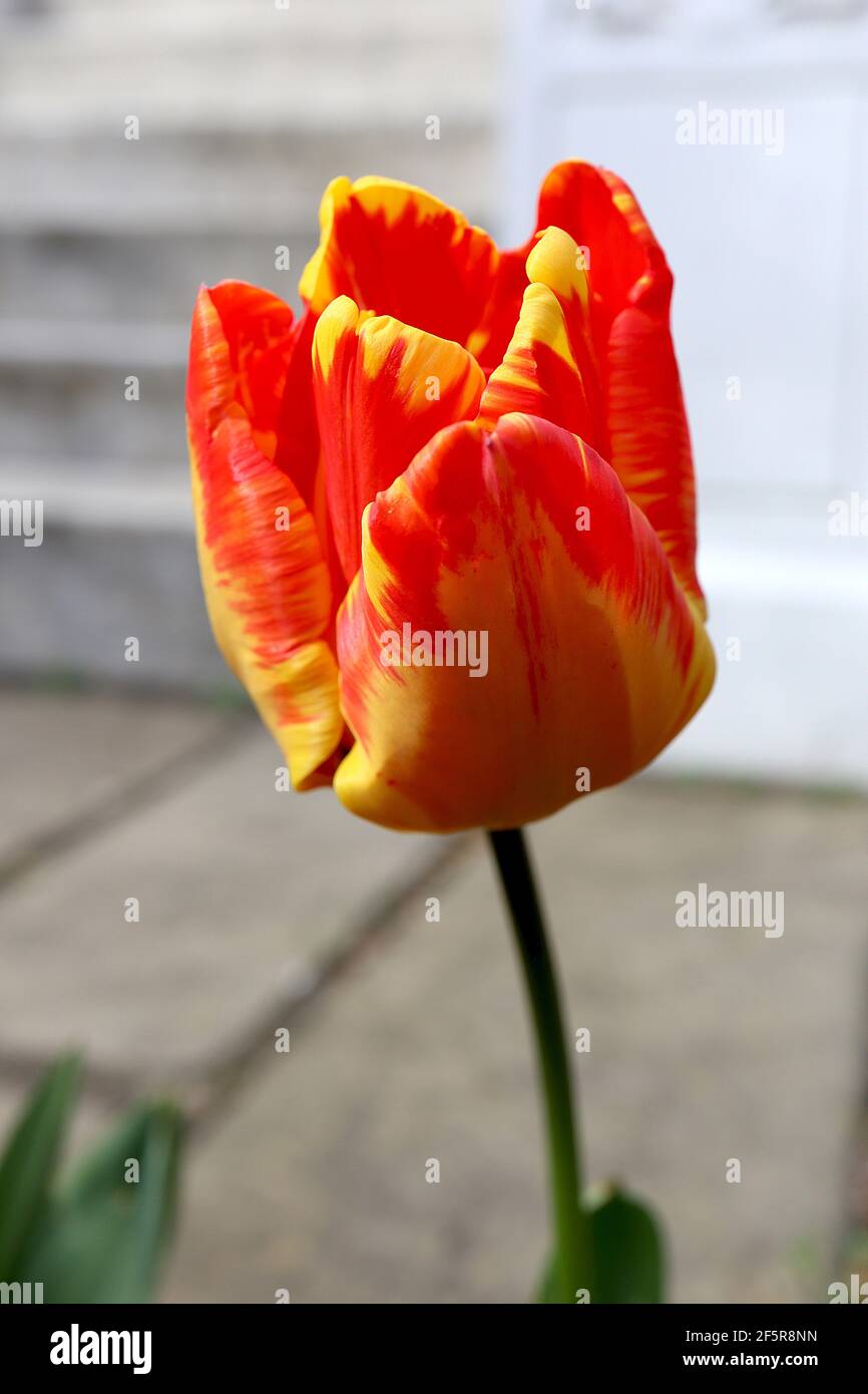Tulipa ‘Banja Luka’  Darwin hybrid 4 Banja Luka tulip – yellow tulip with red flames,  March, England, UK Stock Photo