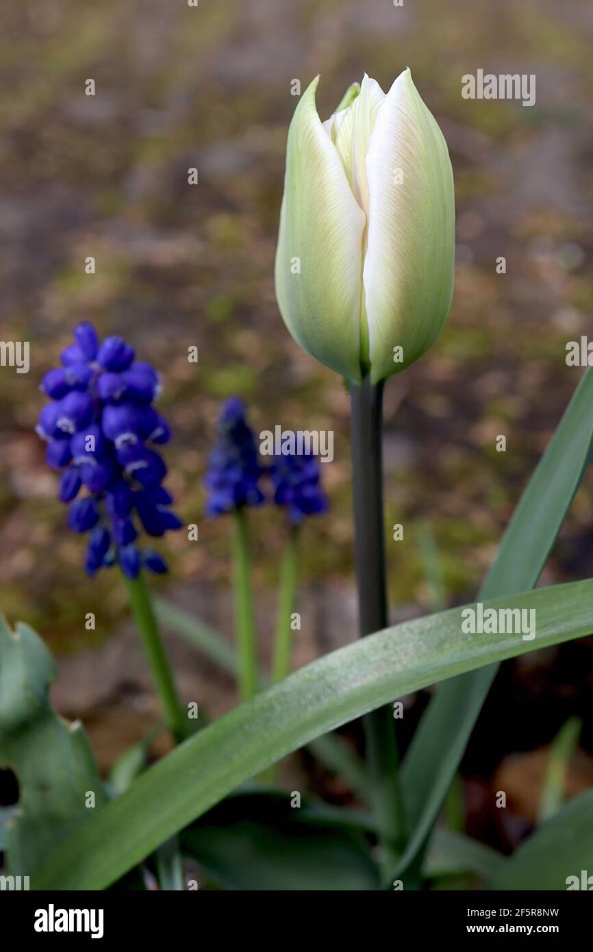 Tulipa ‘Spring Green’  Viridiflora 8 Spring Green tulip – green tulip with creamy white margins, deep purple stem, March, England, UK Stock Photo