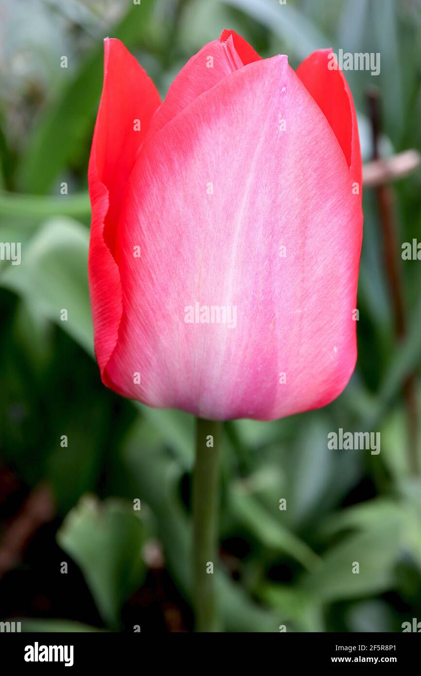 Tulipa ‘Red Impression’  Darwin hybrid 4 Red Impression tulip – red tulips with dusky pink flush,  March, England, UK Stock Photo