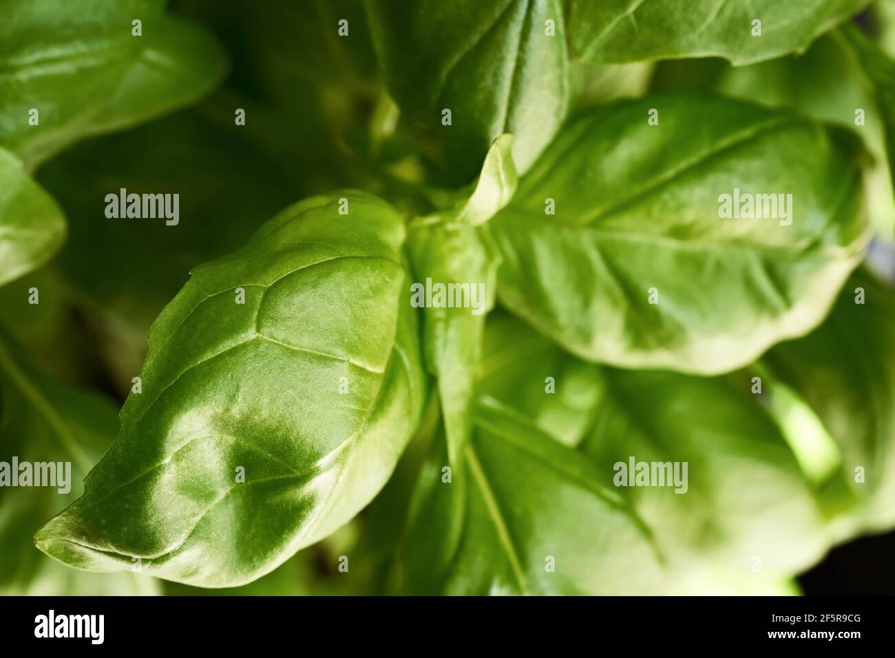 Twigs close up hi-res stock photography and images - Alamy