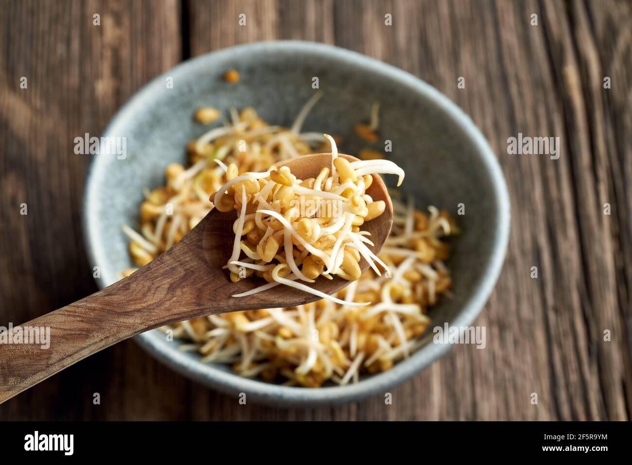 Sprouted fenugreek seeds on a spoon above a bowl Stock Photo