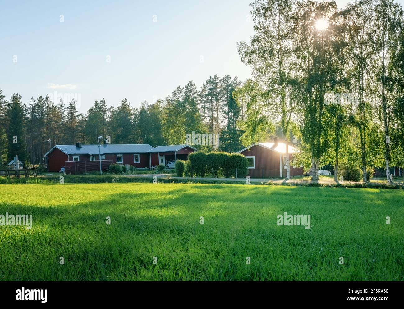 Strong Sun shines through birch crown and reflects from the roof of wooden red cabin, young green wheat or oat field in front of small countryside Swe Stock Photo