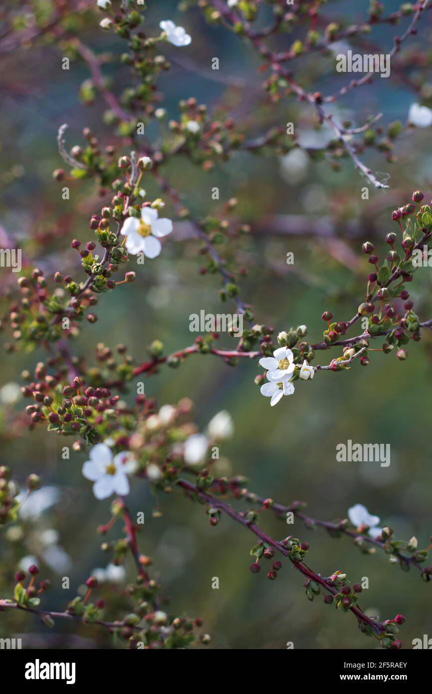 Branch with white cherry blossom in early spring. Springtime beauty. Spring season concept (Cherry blossom-Prunus-Cerasus) A close up Stock Photo