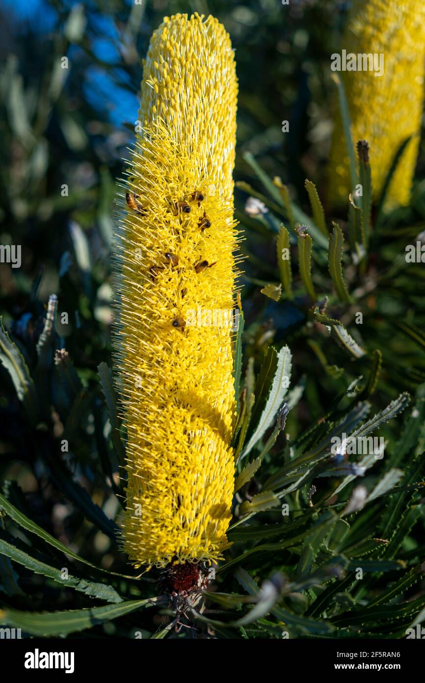 Candlestick banksia (Banksia attenuata), flower spike with buds. Western Australia Stock Photo