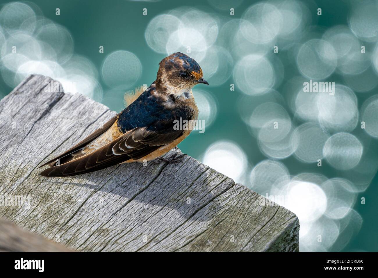 Welcome Swallow (Hirundo neoxena) sitting on timber plank. Hervey Bay Queensland, Australia Stock Photo