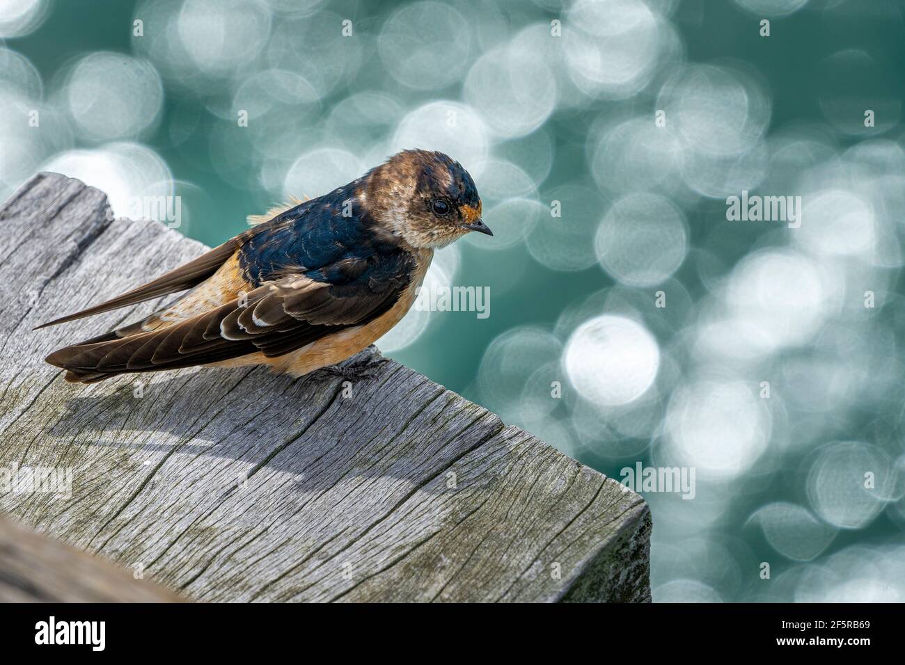Welcome Swallow (Hirundo neoxena) sitting on timber plank. Hervey Bay Queensland, Australia Stock Photo