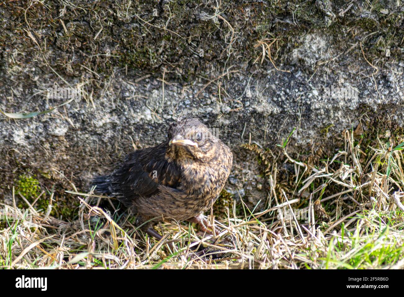 Baby blackbird on the ground after falling of his nest learning how to