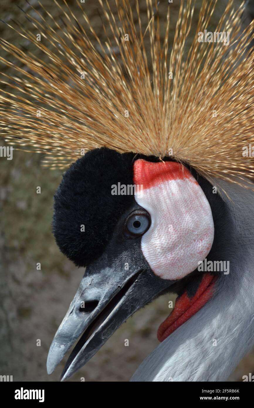 Grey crowned crane, (Balearica regulorum), also known as the African crowned crane, golden crested crane, golden-crowned crane, East African crane. Stock Photo