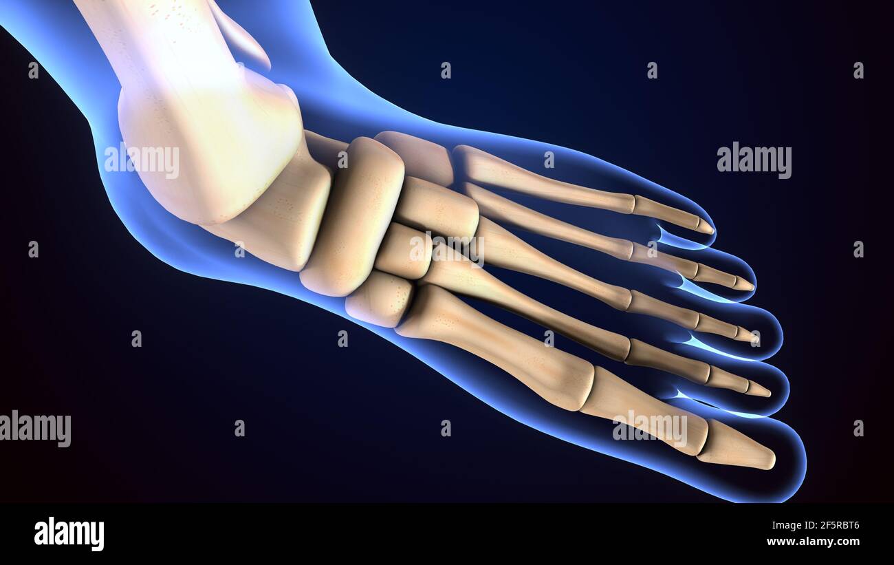 3d illustration of human skeleton foot bones anatomy Stock Photo Alamy