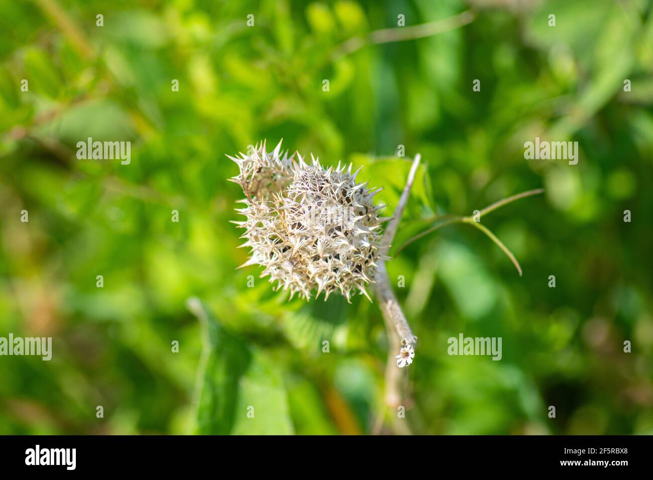 Wild plant seed protection carapace with spines or needles formations, alien looking protective shelter. Painful wild plants protection inspiration on nature Stock Photo
