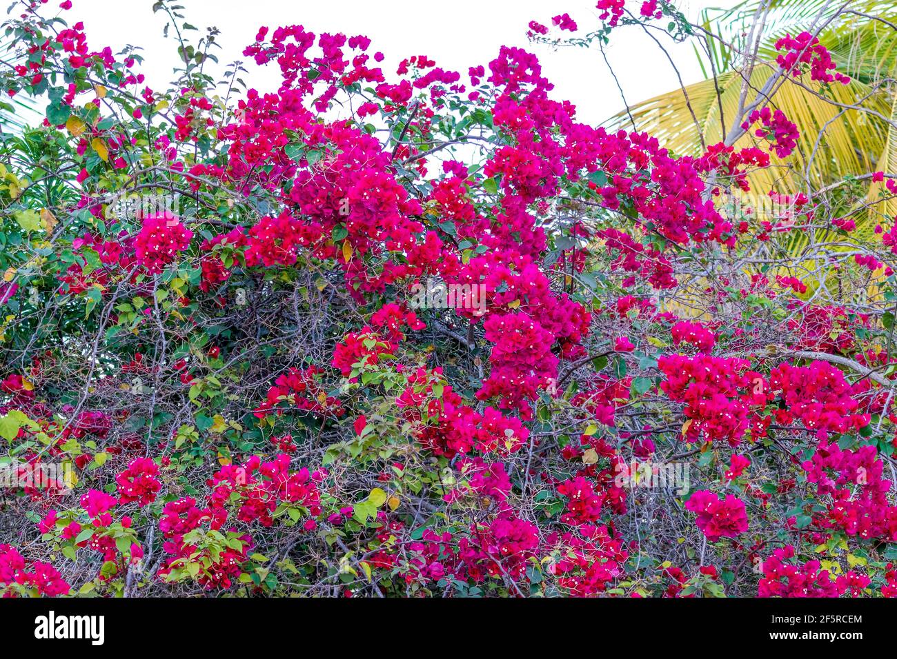 Bougainvillea flowers blooming on the side of a house Stock Photo