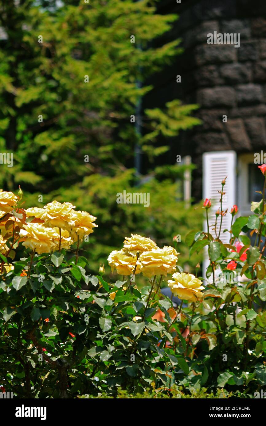 Roses blooming hi-res stock photography and images - Alamy
