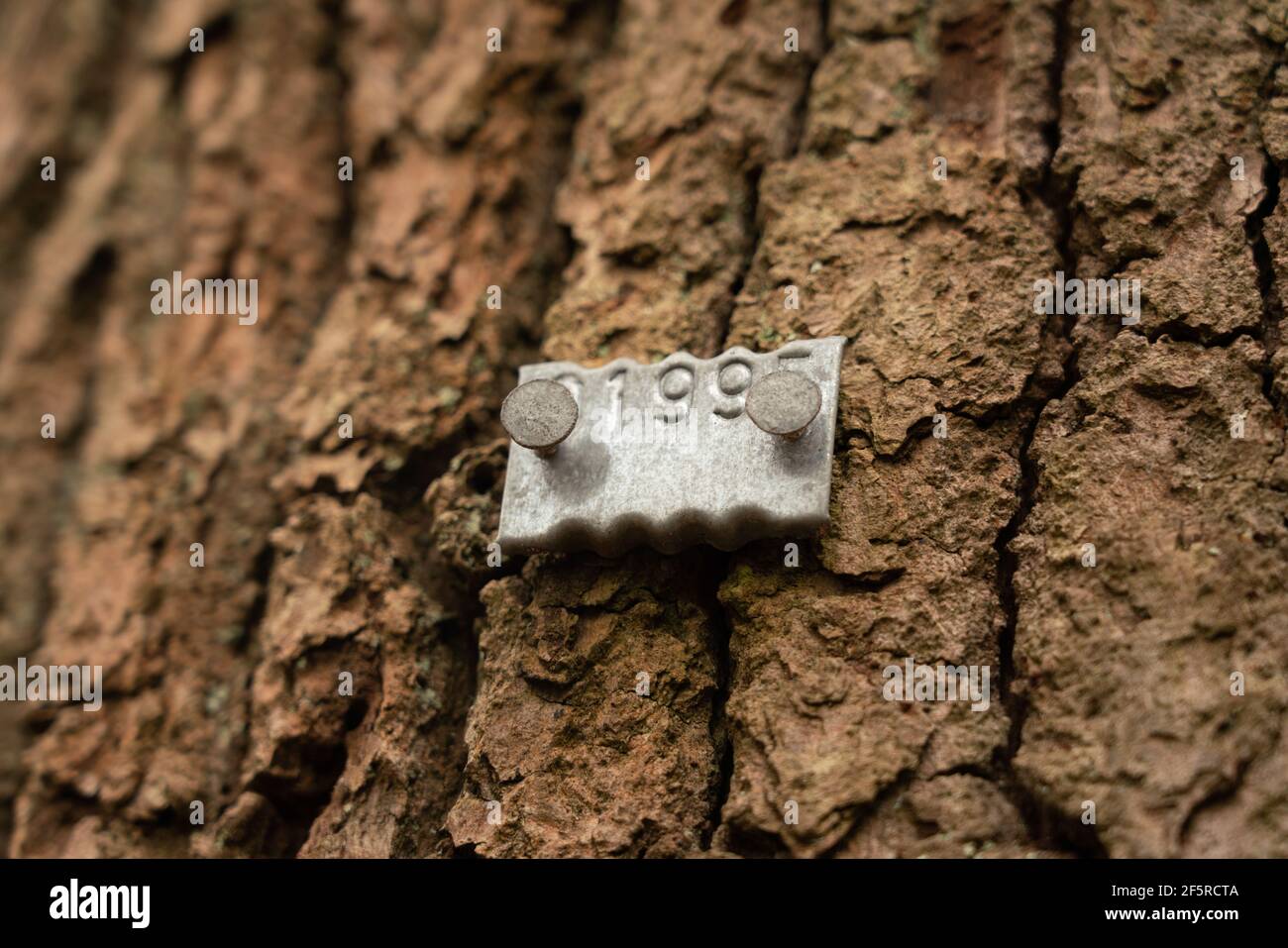 metal tree tag richmond park Stock Photo Alamy