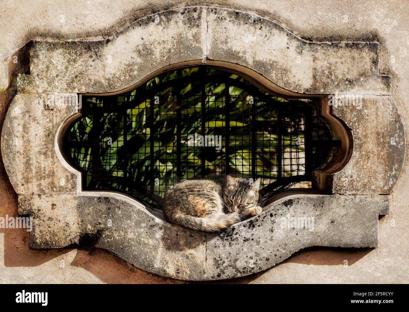 nap time; tabby cat sleeping in a garden window frame. Stock Photo
