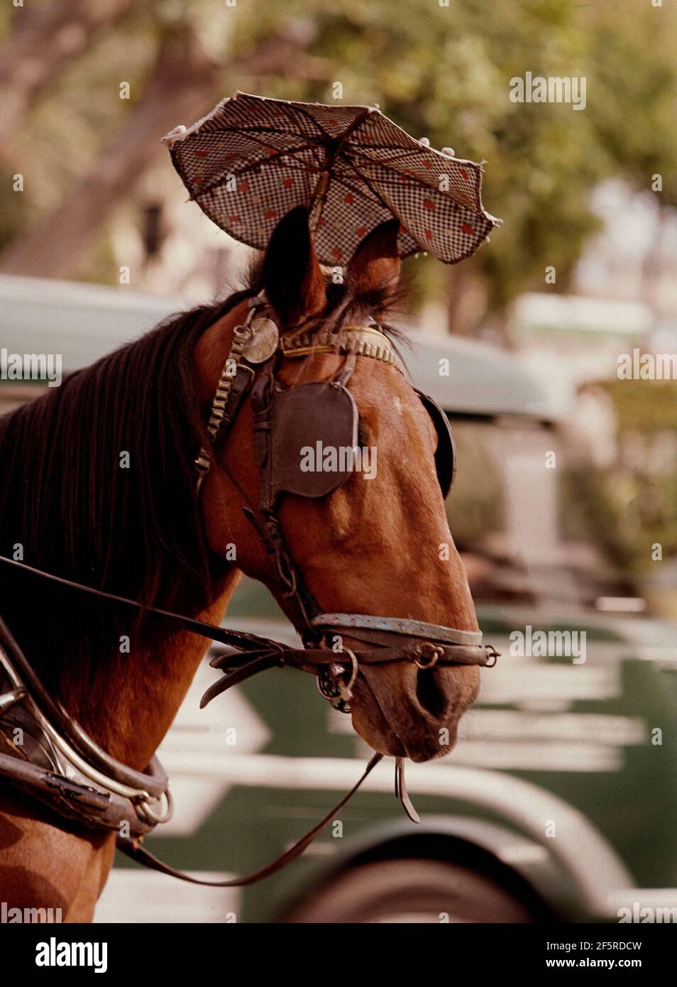 CABEZA DE CABALLO CON SOMBRILLA. Location: EXTERIOR. Malaga. SPAIN Stock  Photo - Alamy