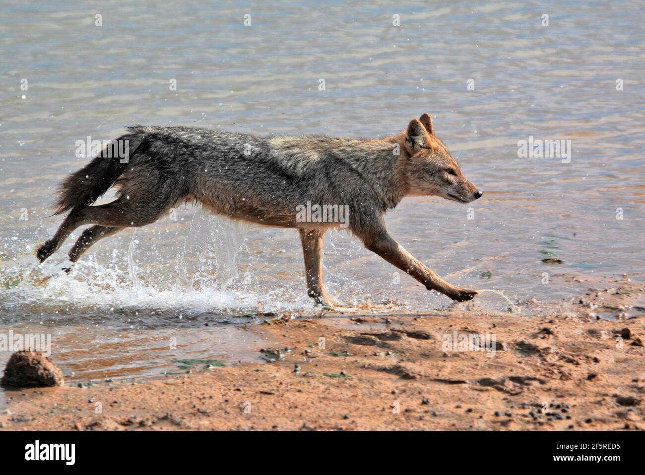 Golden jackal running on the riverside, India Stock Photo