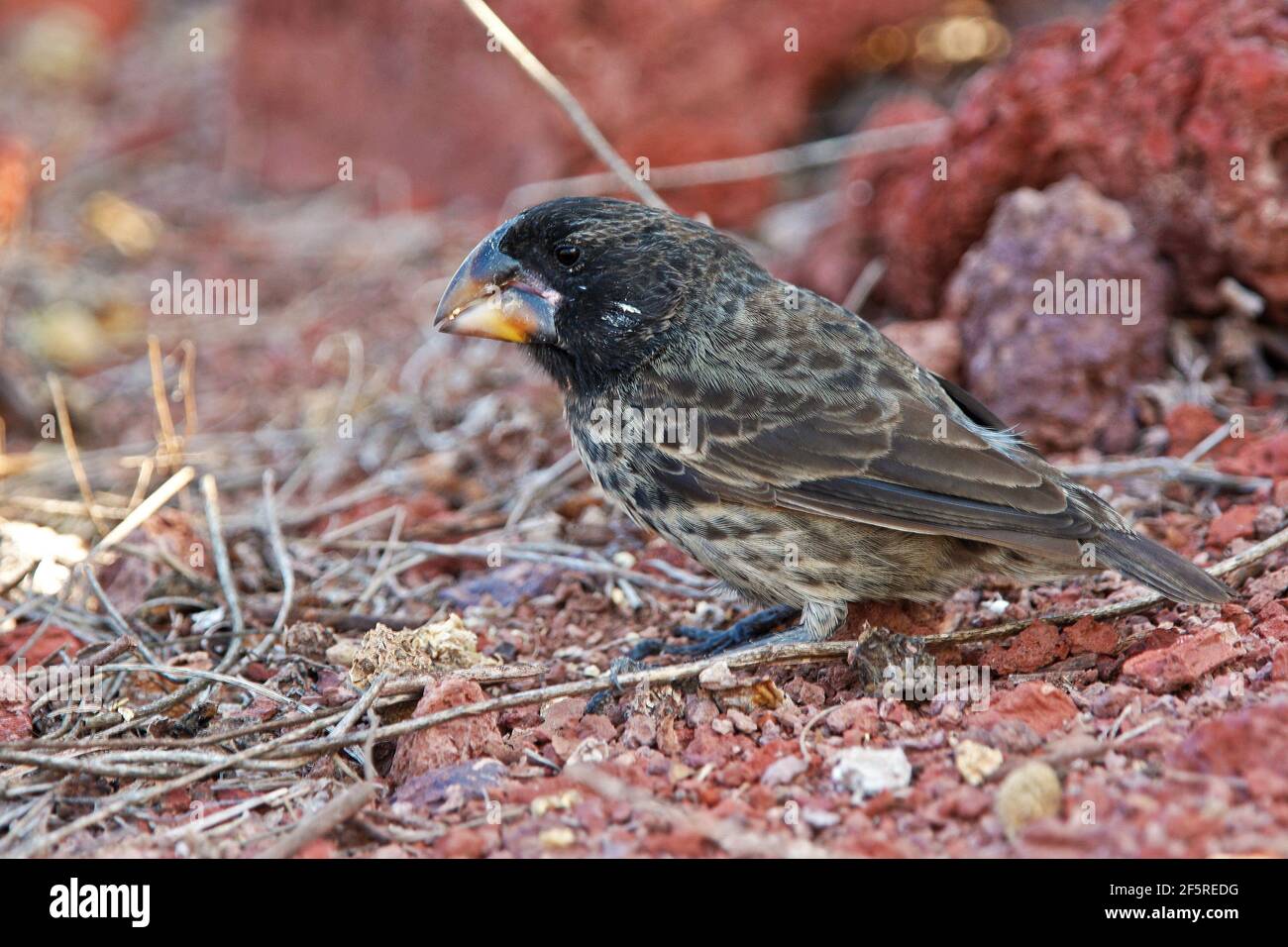 Large ground finch in Galapagos islands Stock Photo