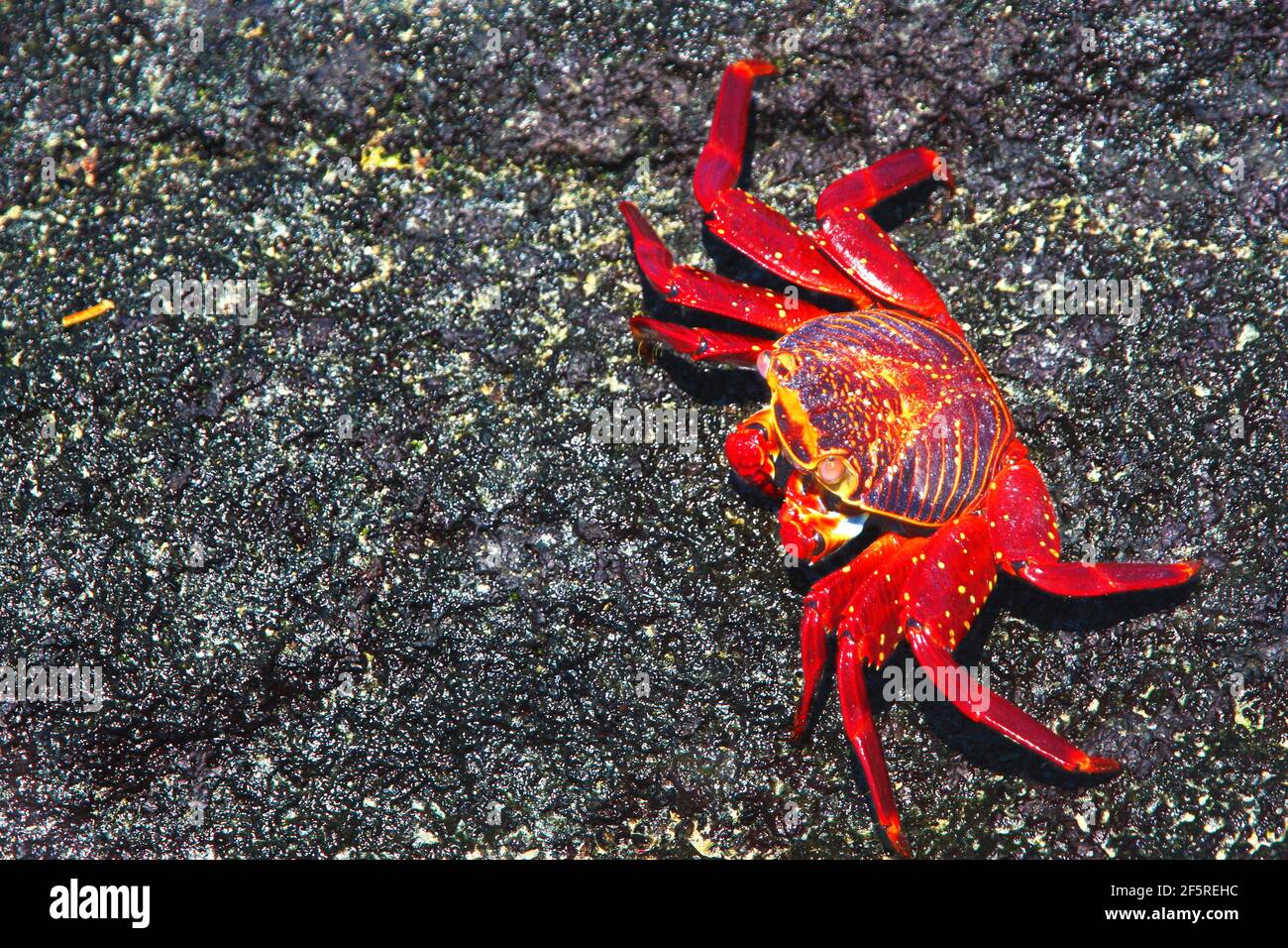 Red crab, Galapagos islands Stock Photo - Alamy