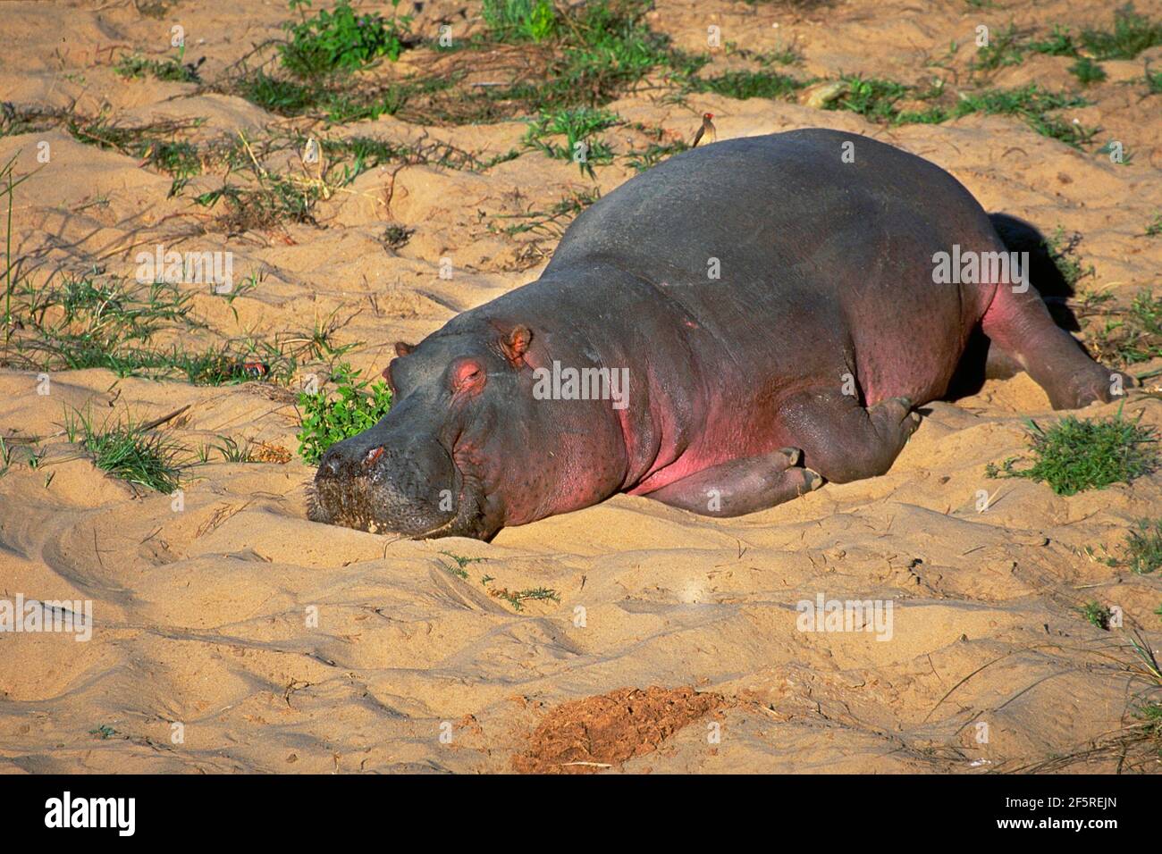Satisfied hippo. A hippopotamus, looking like smiling, rests on the sand. Stock Photo