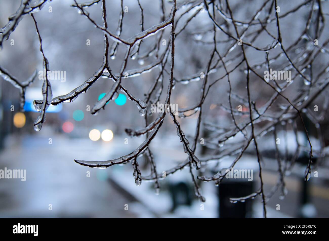 A frozen tree with coloured lights in the background during an ice storm in Richmond, Virginia, USA Stock Photo