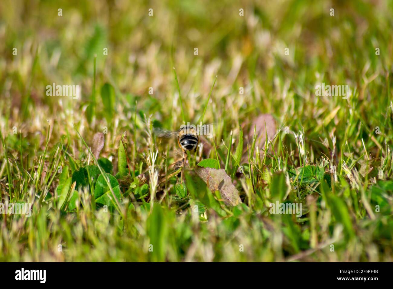 Bee polinozation with single bee flying over the green grass Stock Photo